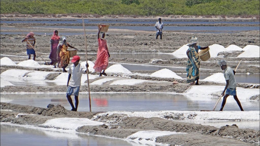 salt cultivation Maheshkhali