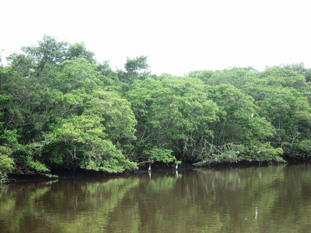 Bahia mangroves