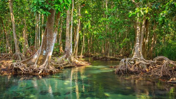 Belizean Coast mangroves