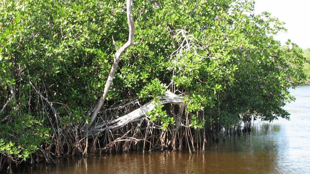 Greater Antilles mangroves