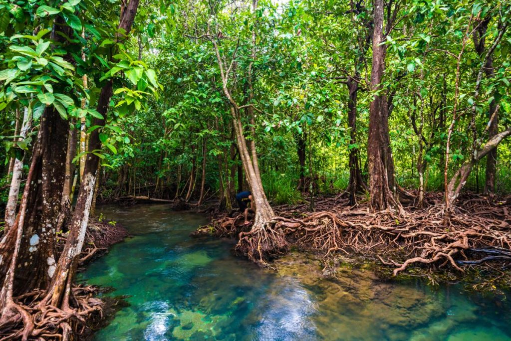 Indus River Delta-Arabian Sea mangroves
