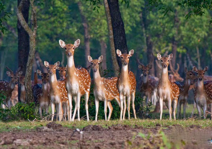 Manpura Island Deer