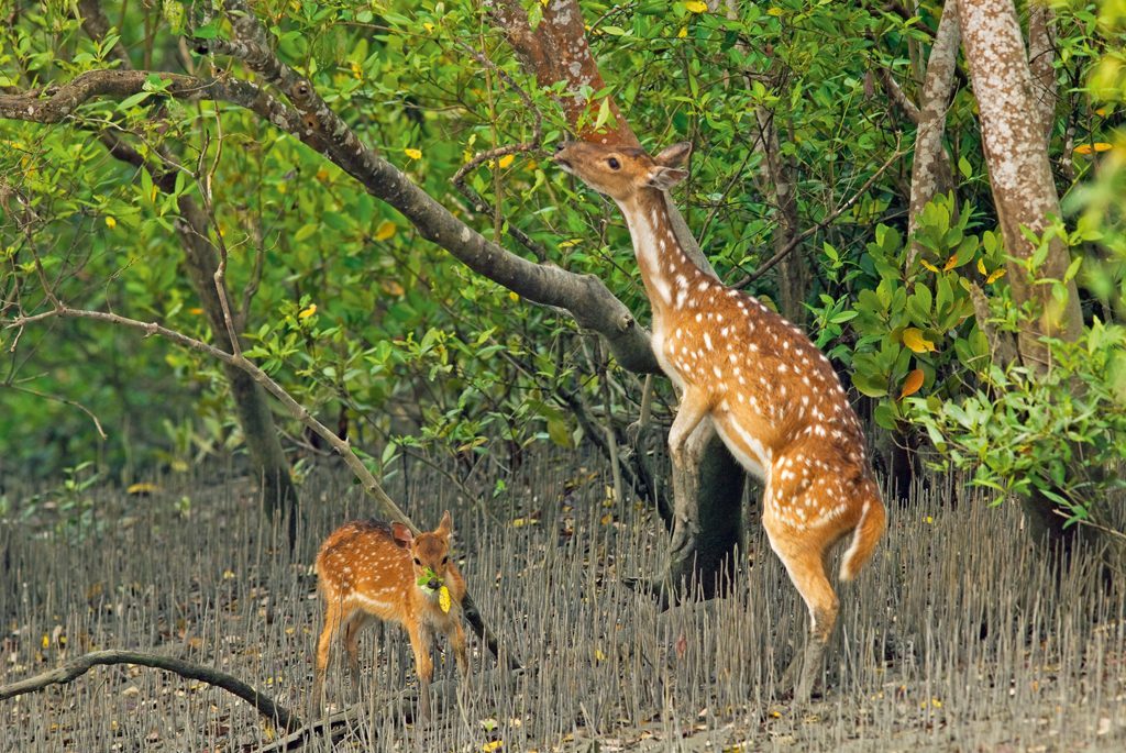 Sundarban Deer in the forest