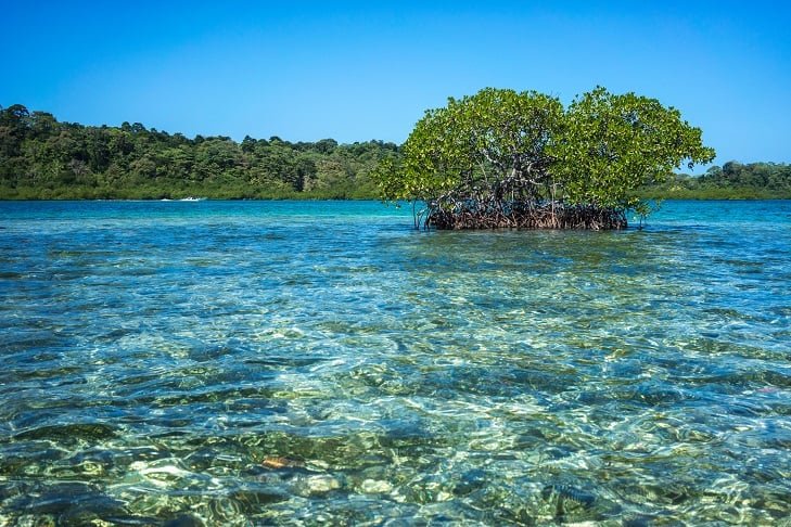 Gulf of Panama mangroves
