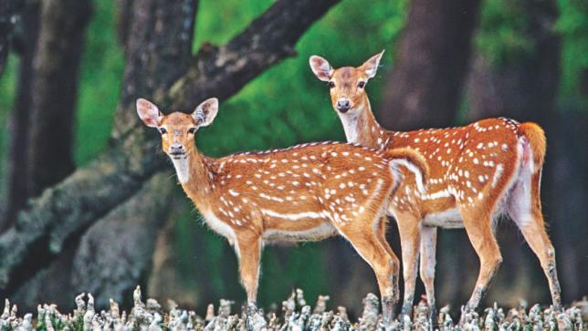 sundarbans_01