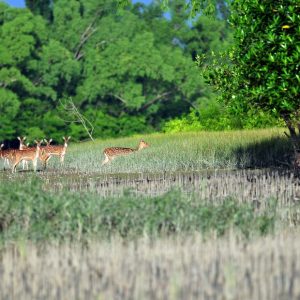 Sundarban Tour: Meet Royal Bengal Tigers
