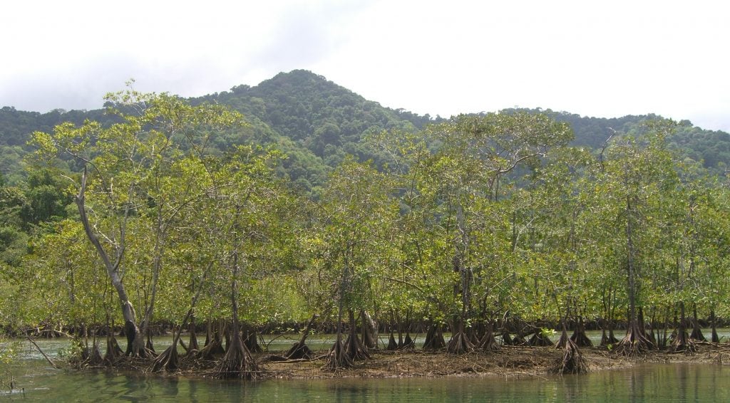 Manabi mangroves