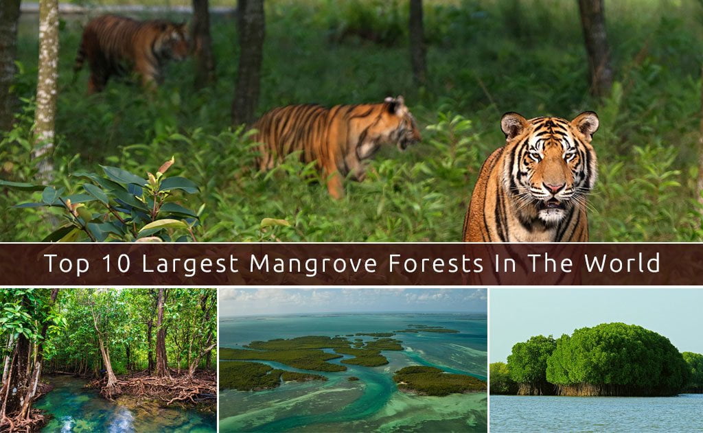Top 10 largest Mangrove Forest In The World - Travel Mate