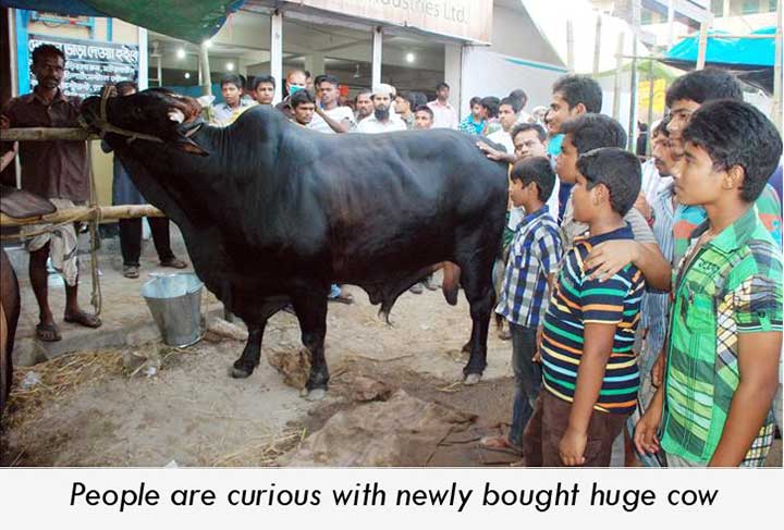 People showing curiosity with newly bought cow