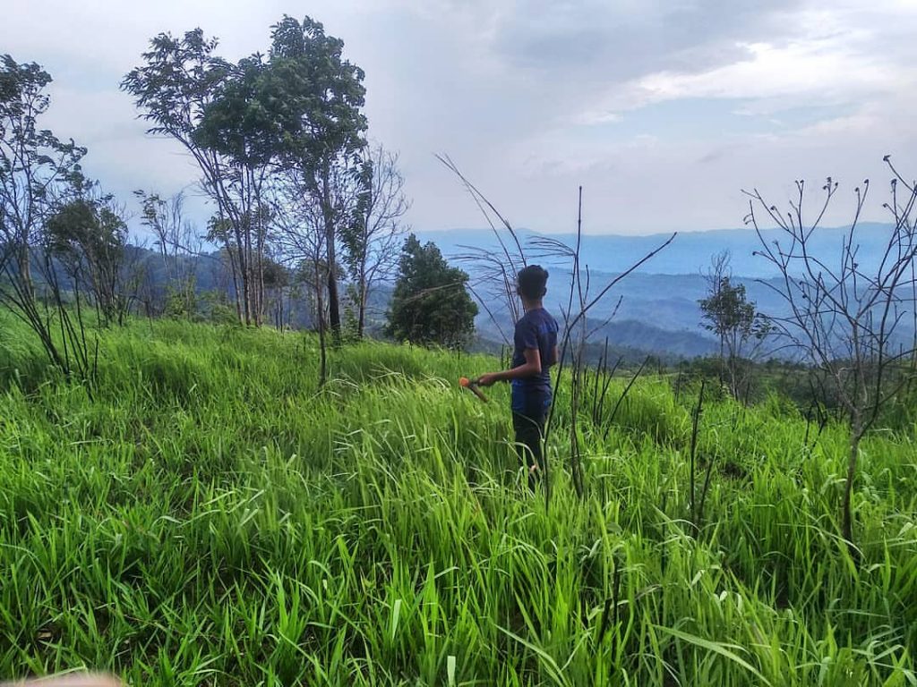 Kreikung Taun