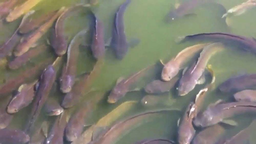 Shah Jalal Mazar Fish