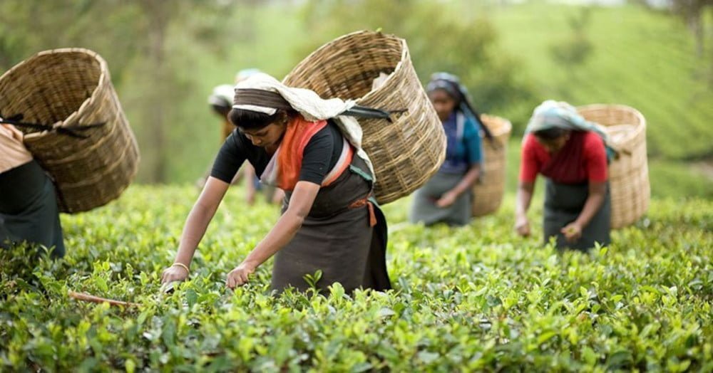 Lakkatura Tea Garden Women Worker