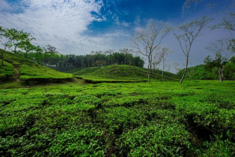 Lakkatura Tea Garden Sylhet