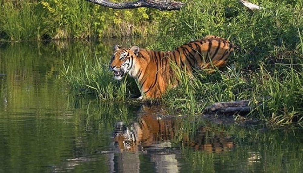 Royel Bengal Tigers Mangrove