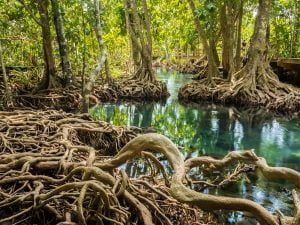 mangrove trees