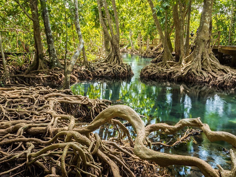 Mangrove: Meaning, Definition, Types, Characteristics, & Trees! - Travel  Mate