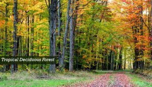 Tropical Deciduous Forest In The World