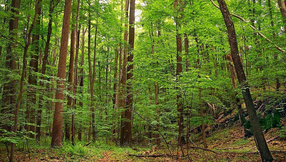 Rosewood Tree In Tropical Evergreen Forest