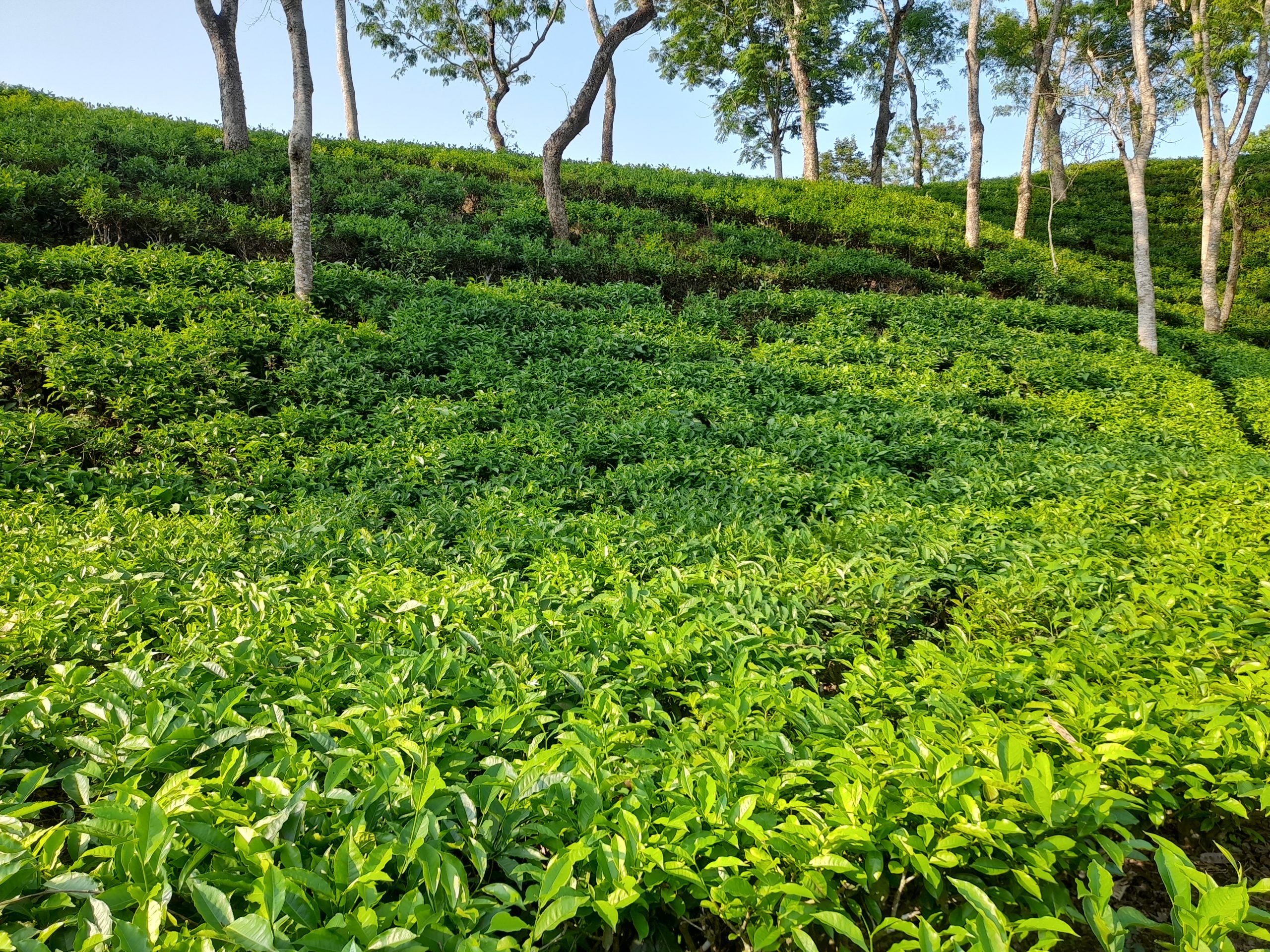Tea-Garden-Sreemangal