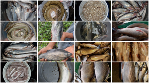 Fishes of Kaptai Lake